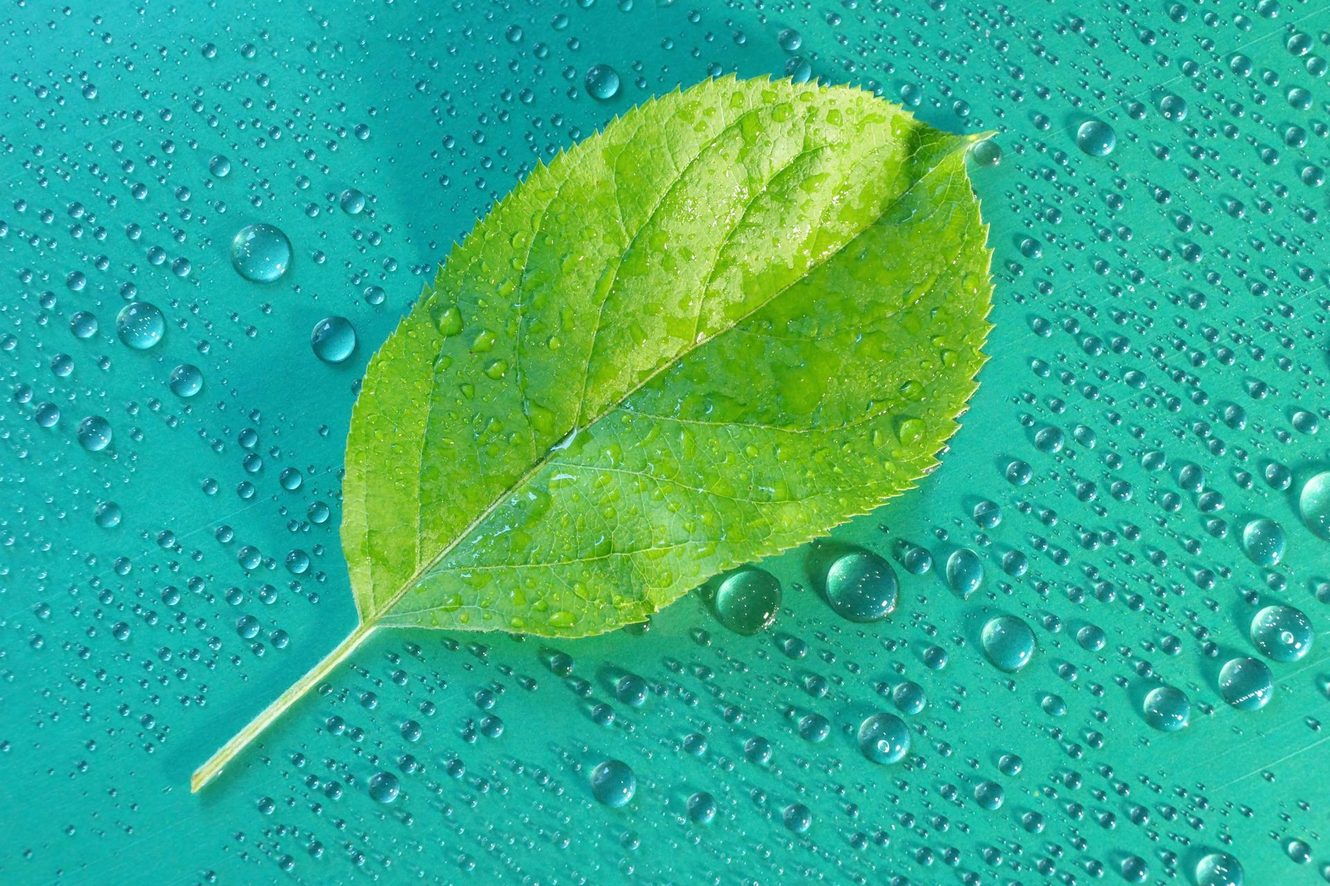 green Apple leaf on a blue background close-up. water drop. for design
